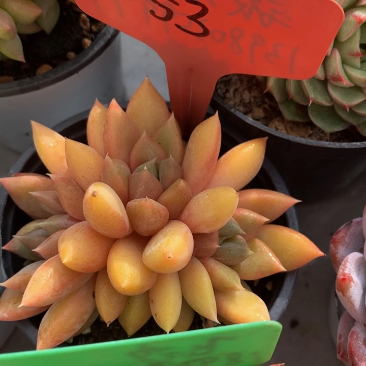 多体系和欧6273737373