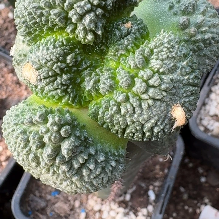 无花朵大尤荔枝尤哥斯拉040
