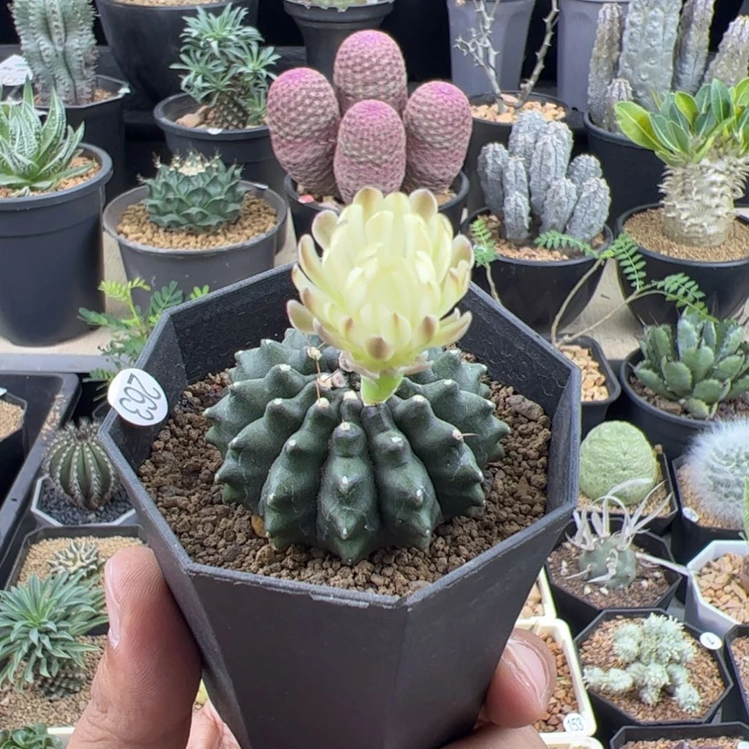 貘仙人球实生一物一拍带盆发