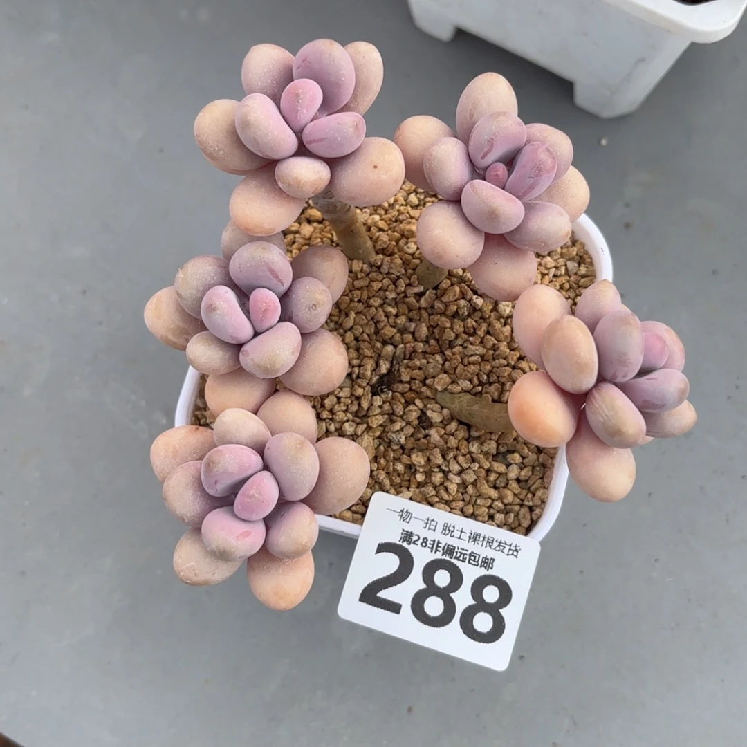 桃蛋老桩无盆土发货