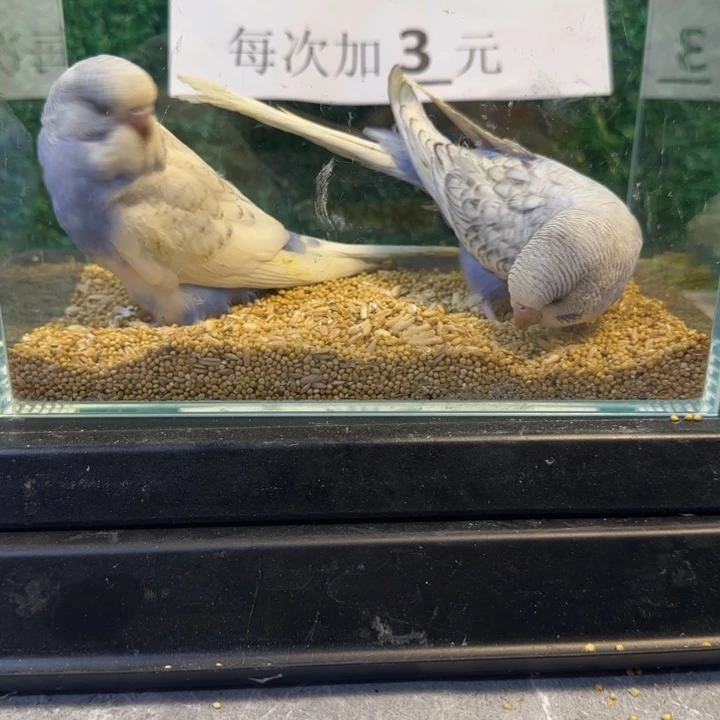 虎皮鹦鹉大头虎皮鹦鹉