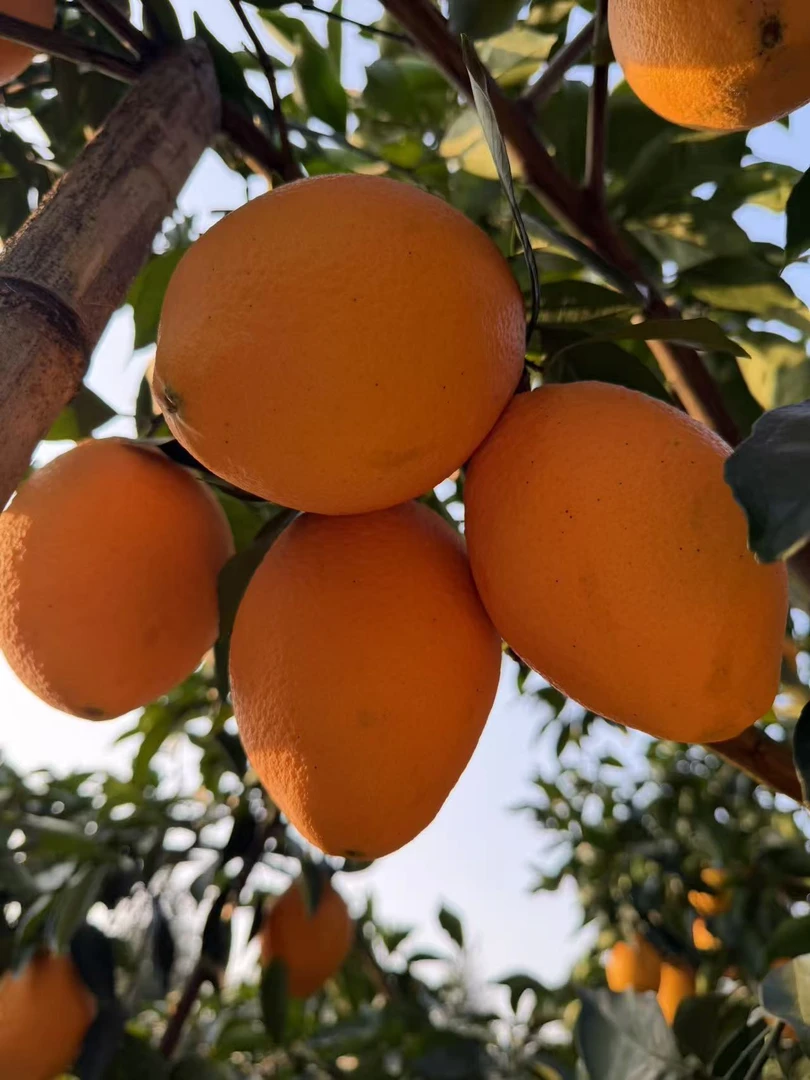 正宗赣南脐橙新鲜现摘香甜多汁产地直发当季水果