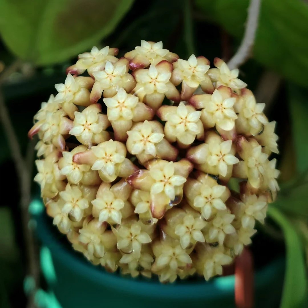 太行【双色】品种球兰甜香气味呈球形好开花大圆养护简单