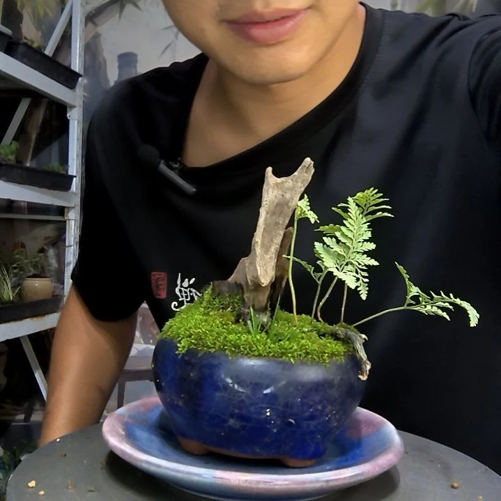 江****睫中青园艺一物一拍274