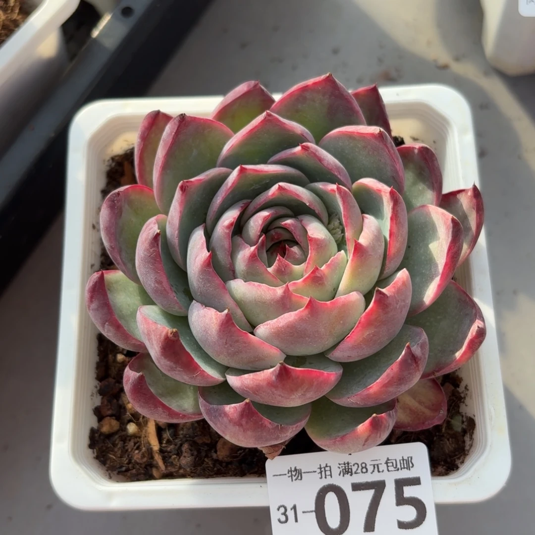 惊鸿无盆土发货无盆土发货无