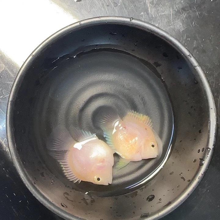 海水鱼福利拍鱼赶紧冲66号