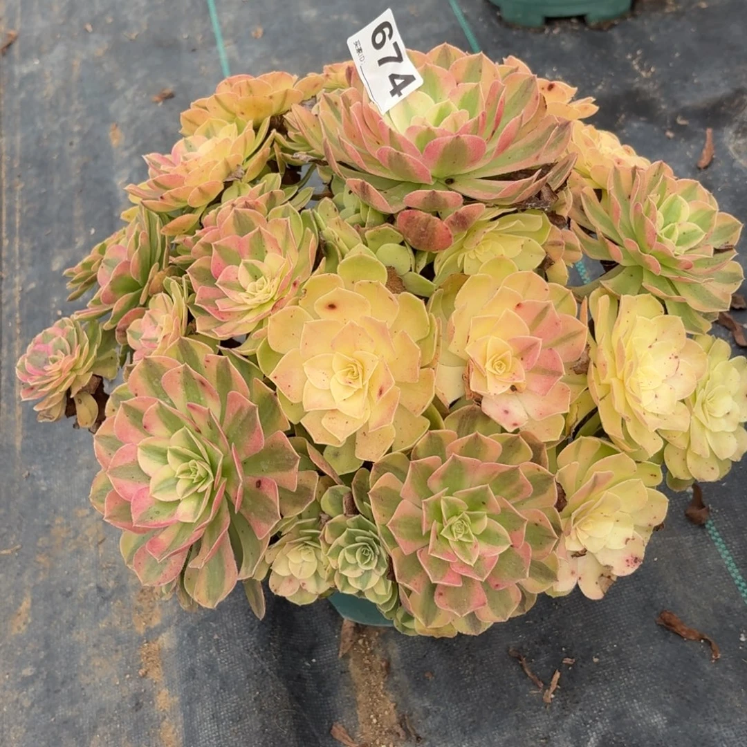 674超级大雨河福利特价多破万植物