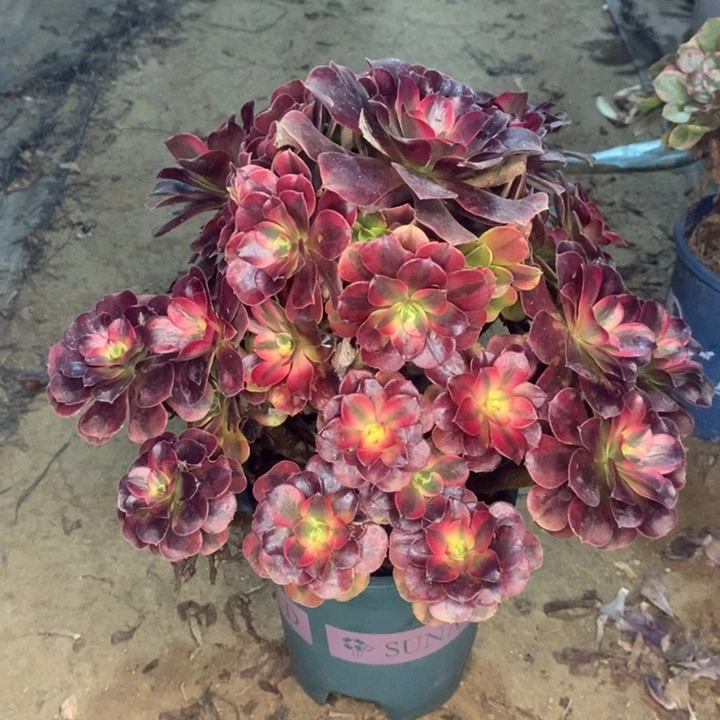 美杜莎多肉植物6。