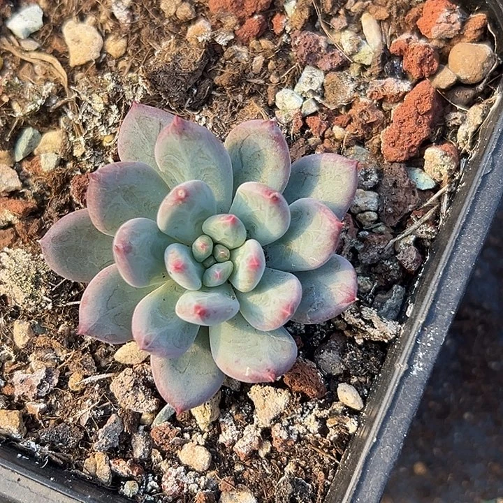 七***.暗纹美人特价一物一拍