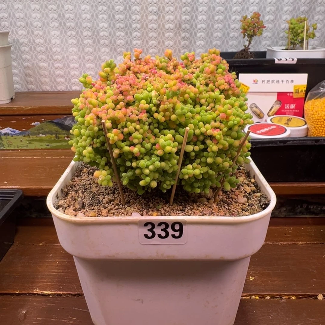 枝干番杏多肉植物339