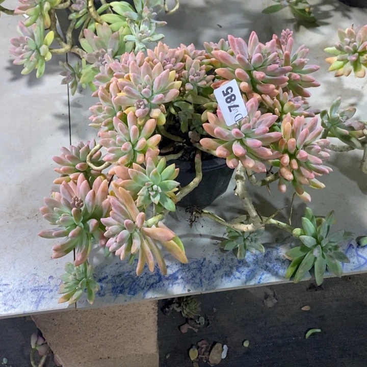 白***飘785秋丽多肉植物多肉