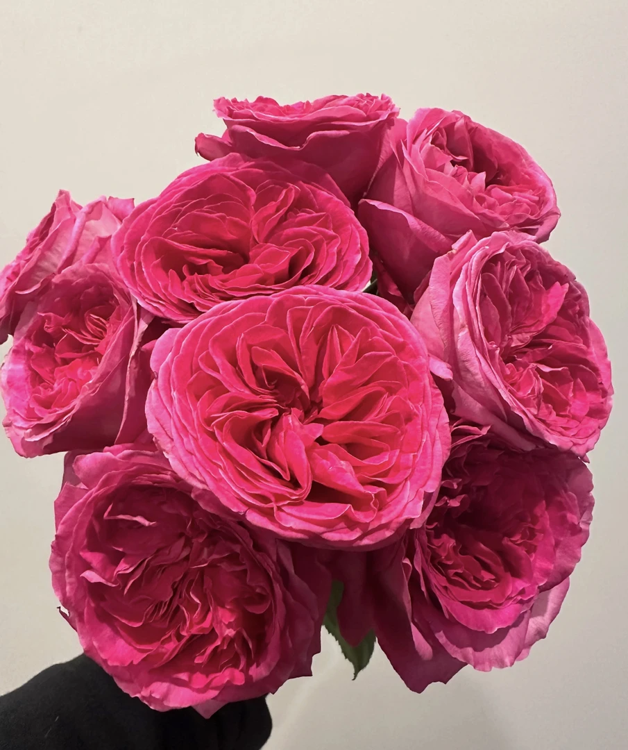 【九里花田】单头玫瑰诺亚-基地现采现发-一单发申通两单发顺丰