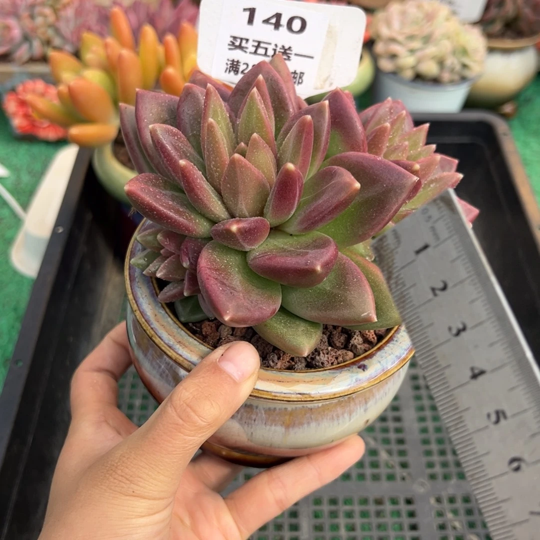 表妹精品多肉植物140.