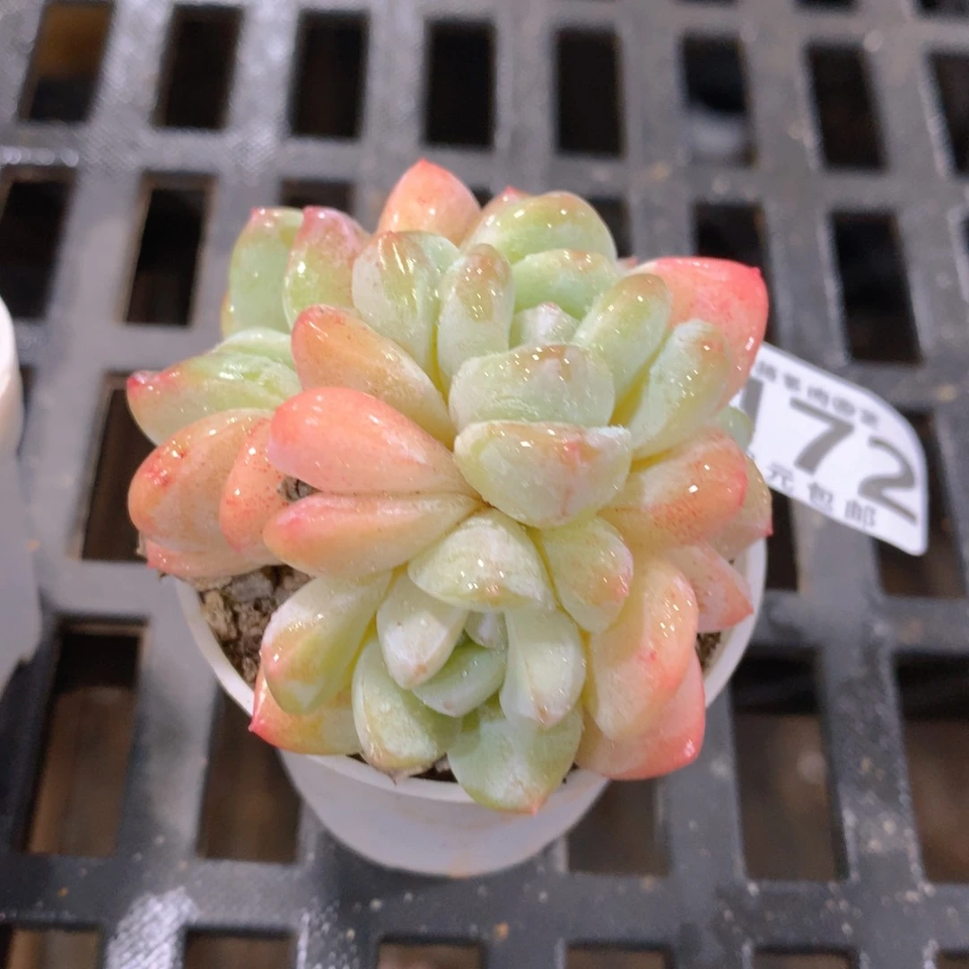 肉萌萌拇指盆精控多肉YU172