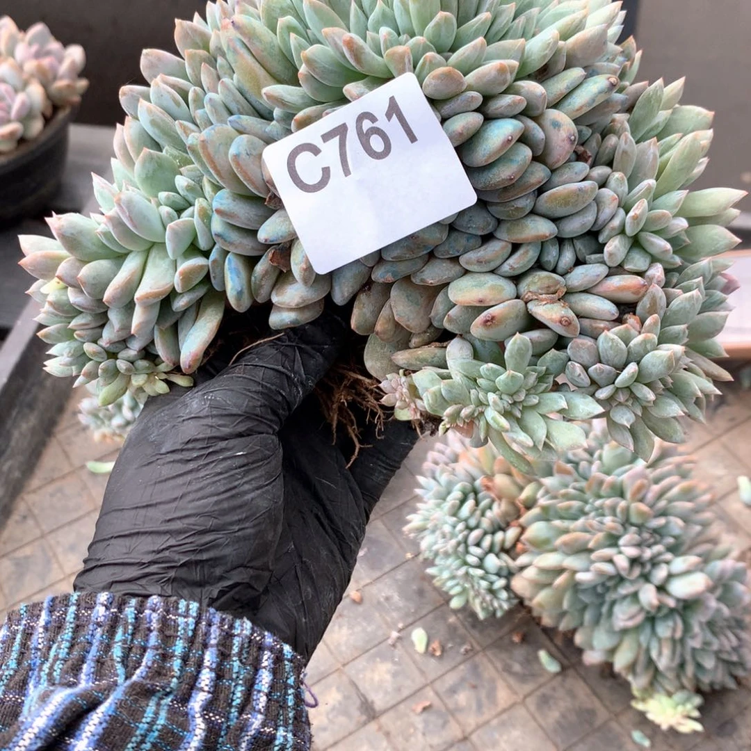 C761   瑕疵处理 售后范围：签收起7天内