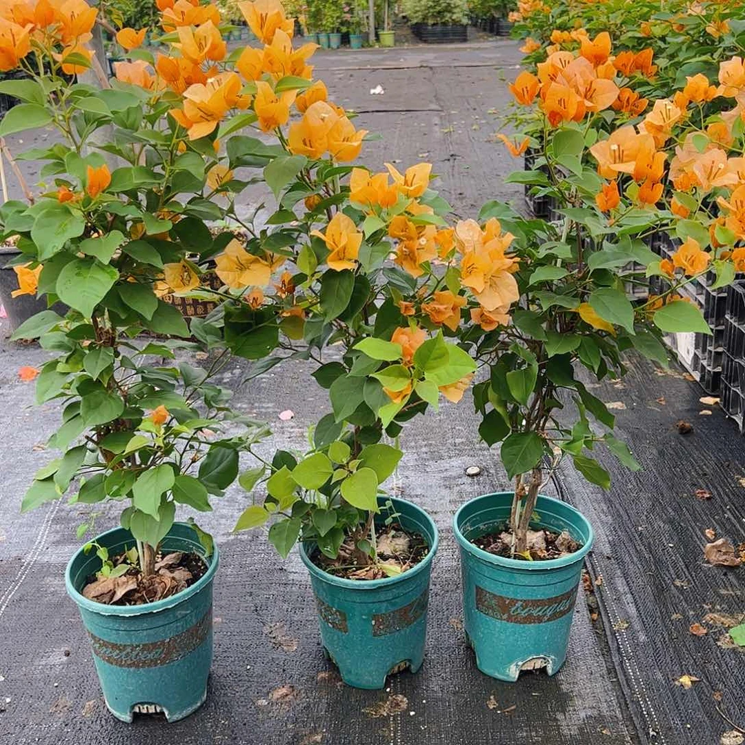 当前无花栽培后可以开花金色光辉一颗