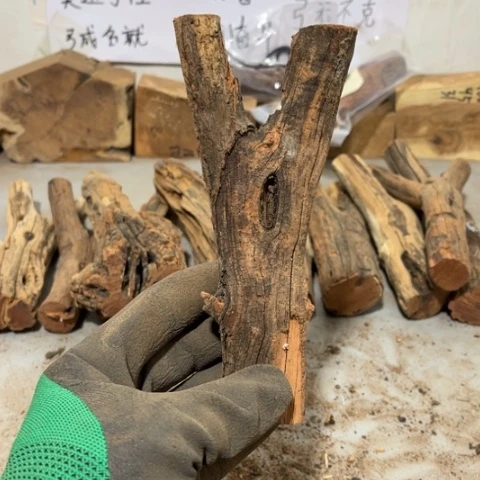 大果紫檀（缅甸花梨）长****学