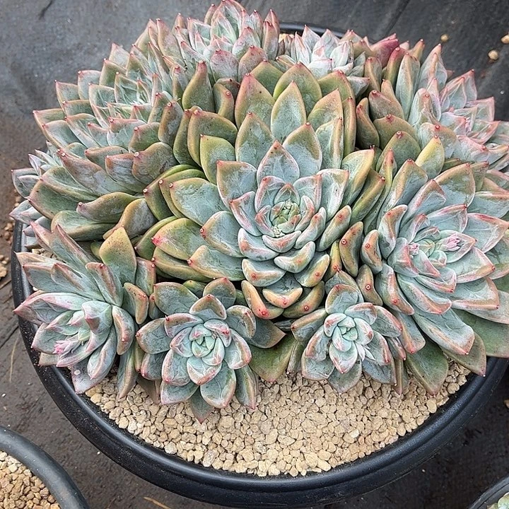 多肉植物一物一拍