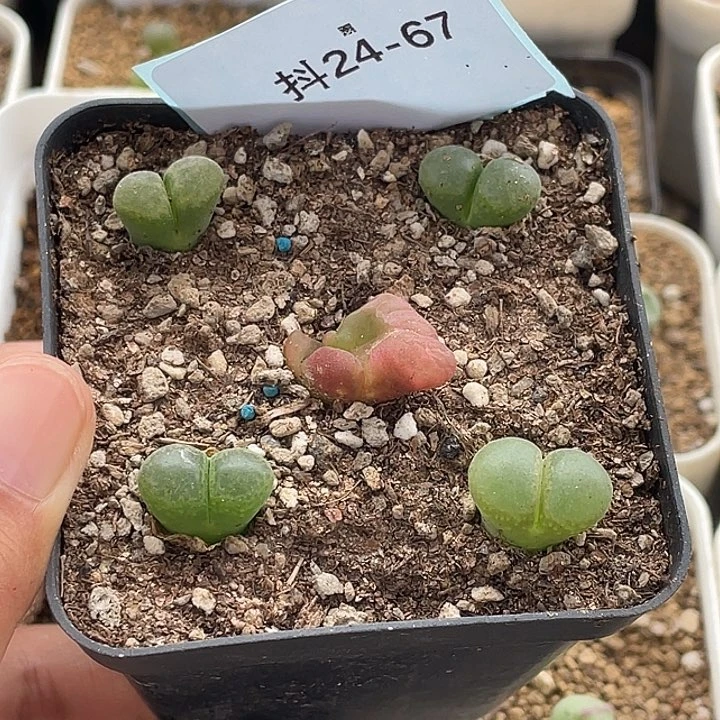 阿***啦24-67肉锥多肉植物