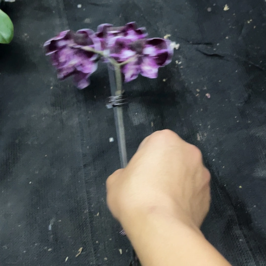 当前无花栽培后可以开花舞**生蝴蝶兰黑花实生