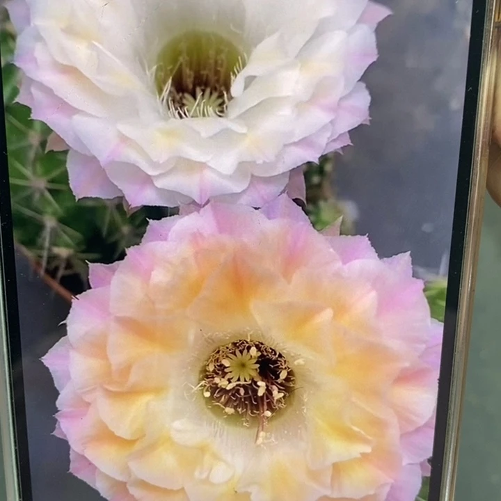 香香多变58号侧芽2.5公分左右