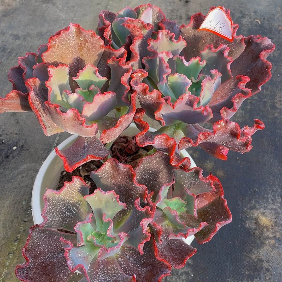 小珊瑚多肉植物群3568