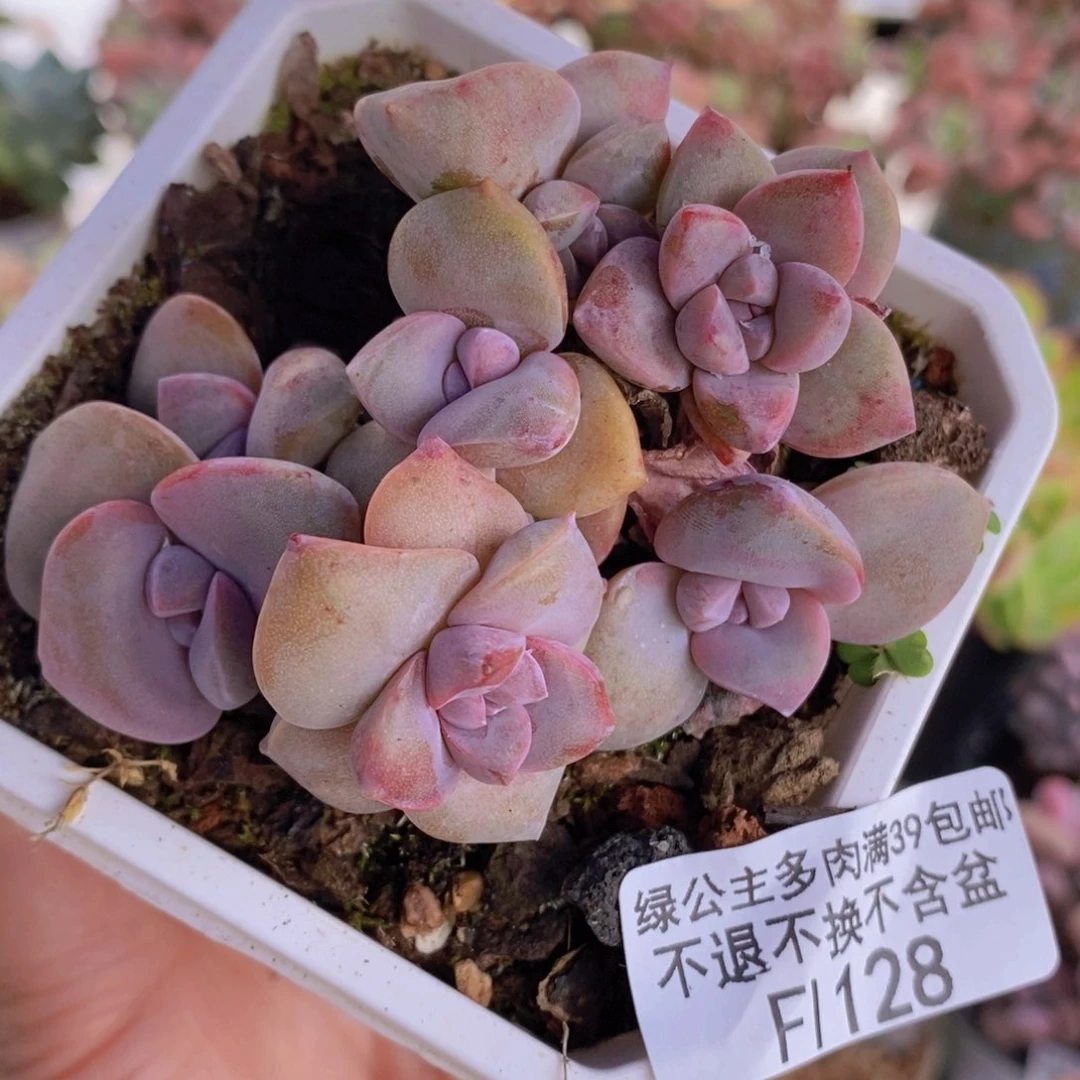 彩虹糖6cm128多肉植物
