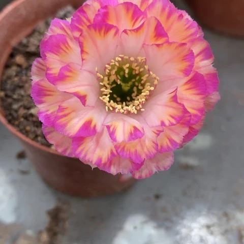 丽花开花漂亮好看