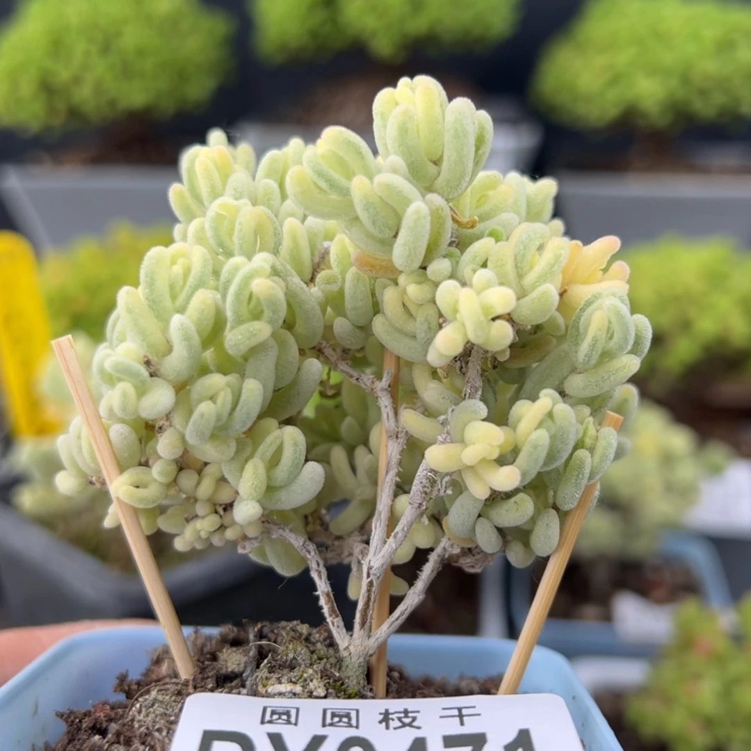 【闪购商品】dy0471橙叶锦冠幅6.5cm