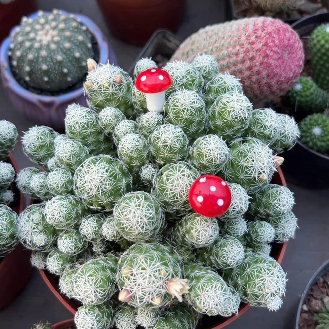 白鸟随机一颗。