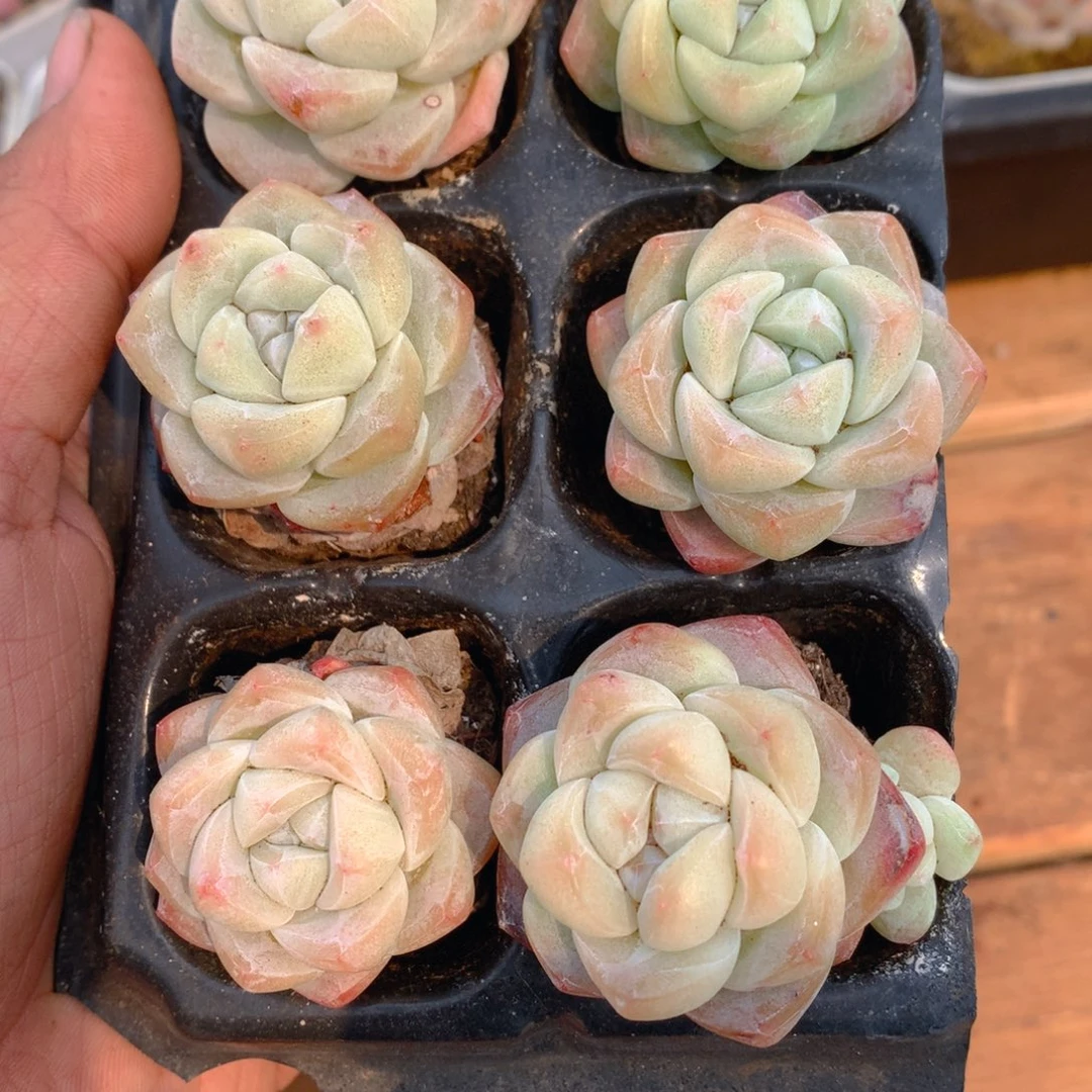 精控冰玉多肉一物一拍