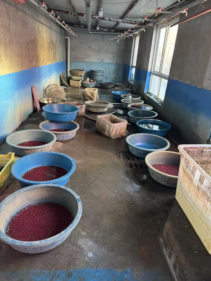 红虫活饵特大号钓鱼饵料优质野生活体小公虫拉饵鲜活优质垂钓适用