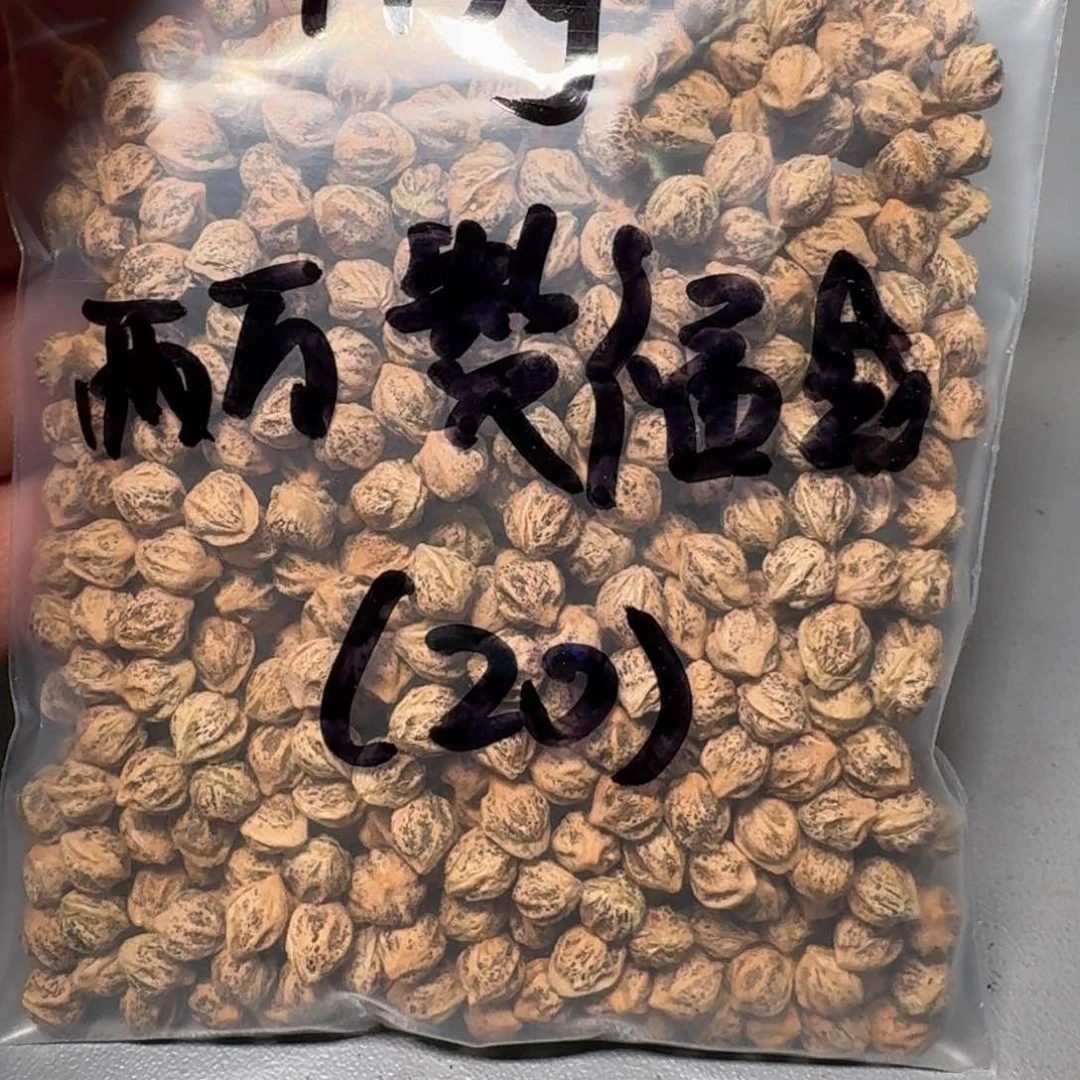 柏香籽/百香籽吊坠新*