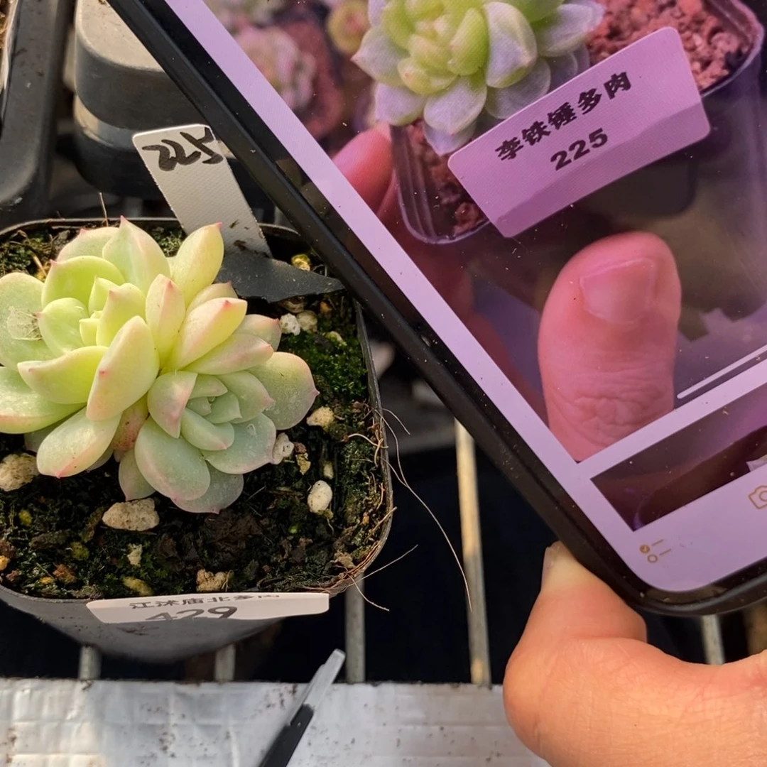 标签429甜心225一个多肉