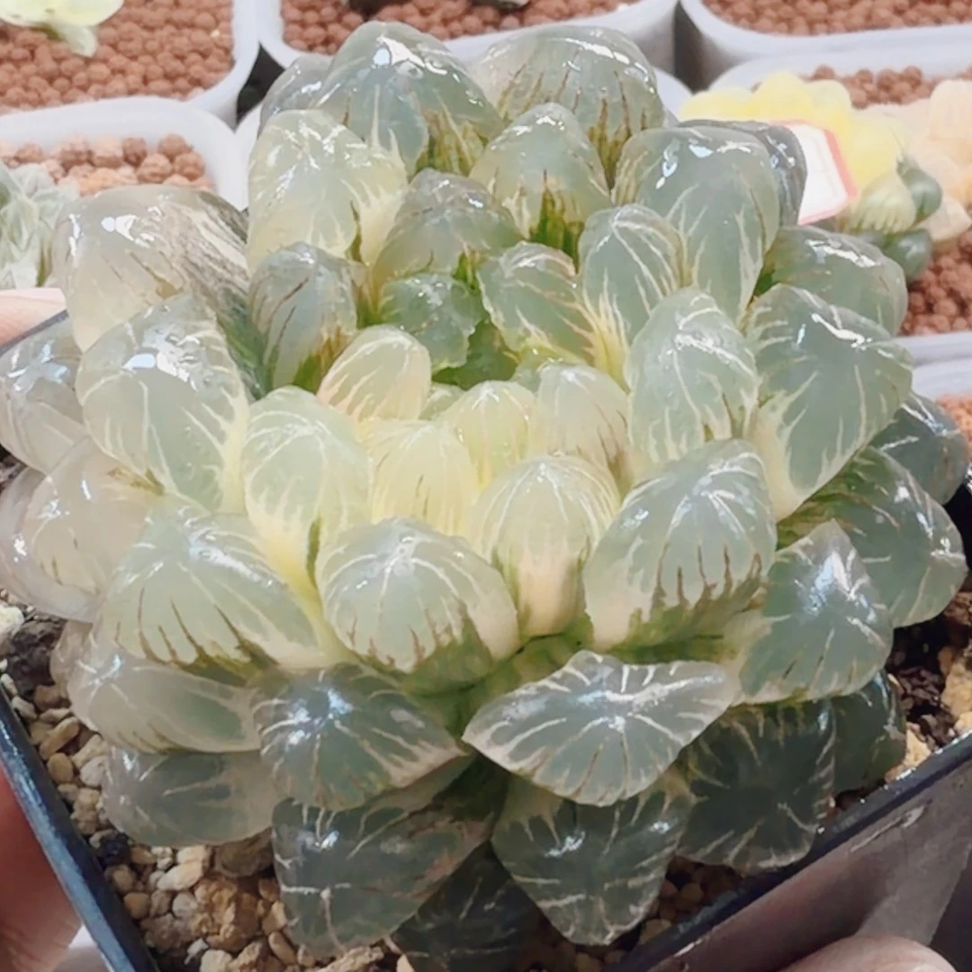 十二卷实生冰灯锦白糊班