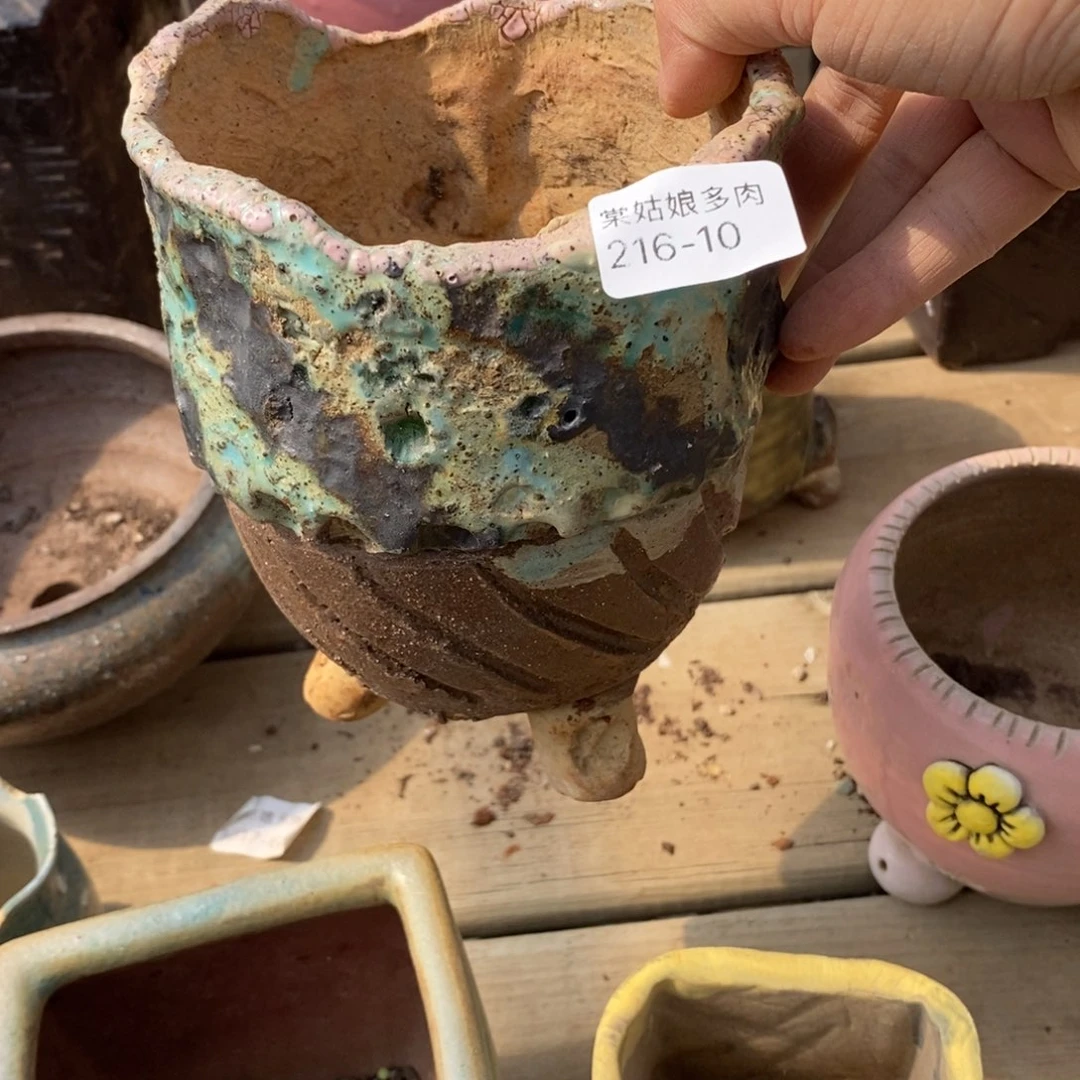 红陶紫10号多肉盆一个呀