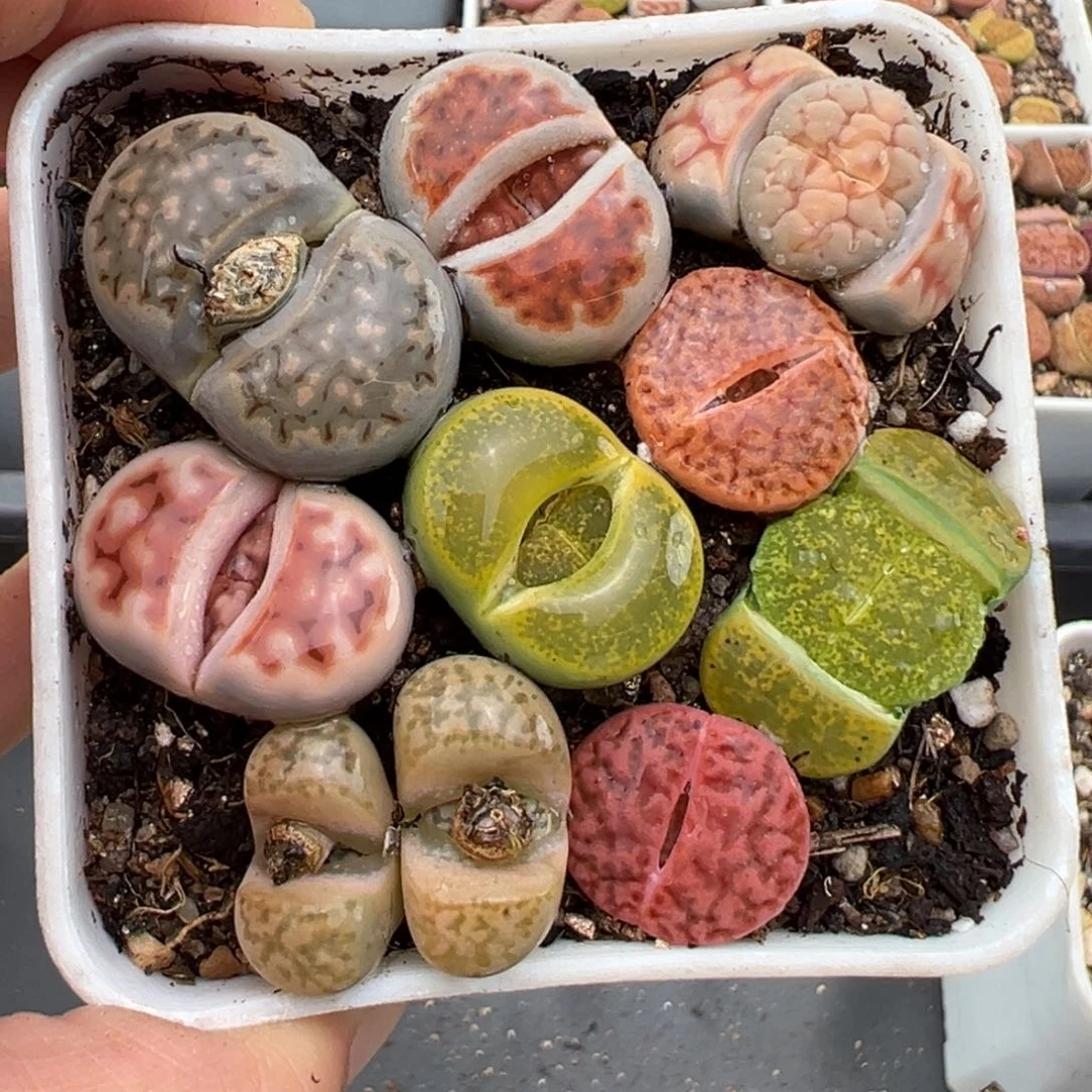 2.13好看的多肉331