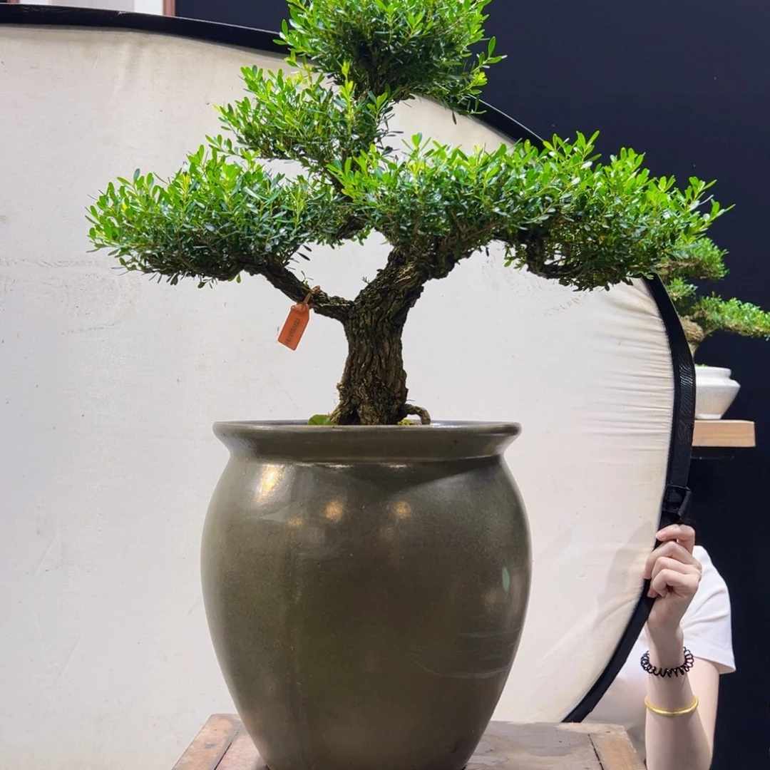 无花朵黄杨盆景四季常青