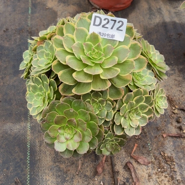 瑞妈多肉园艺272粉花妖