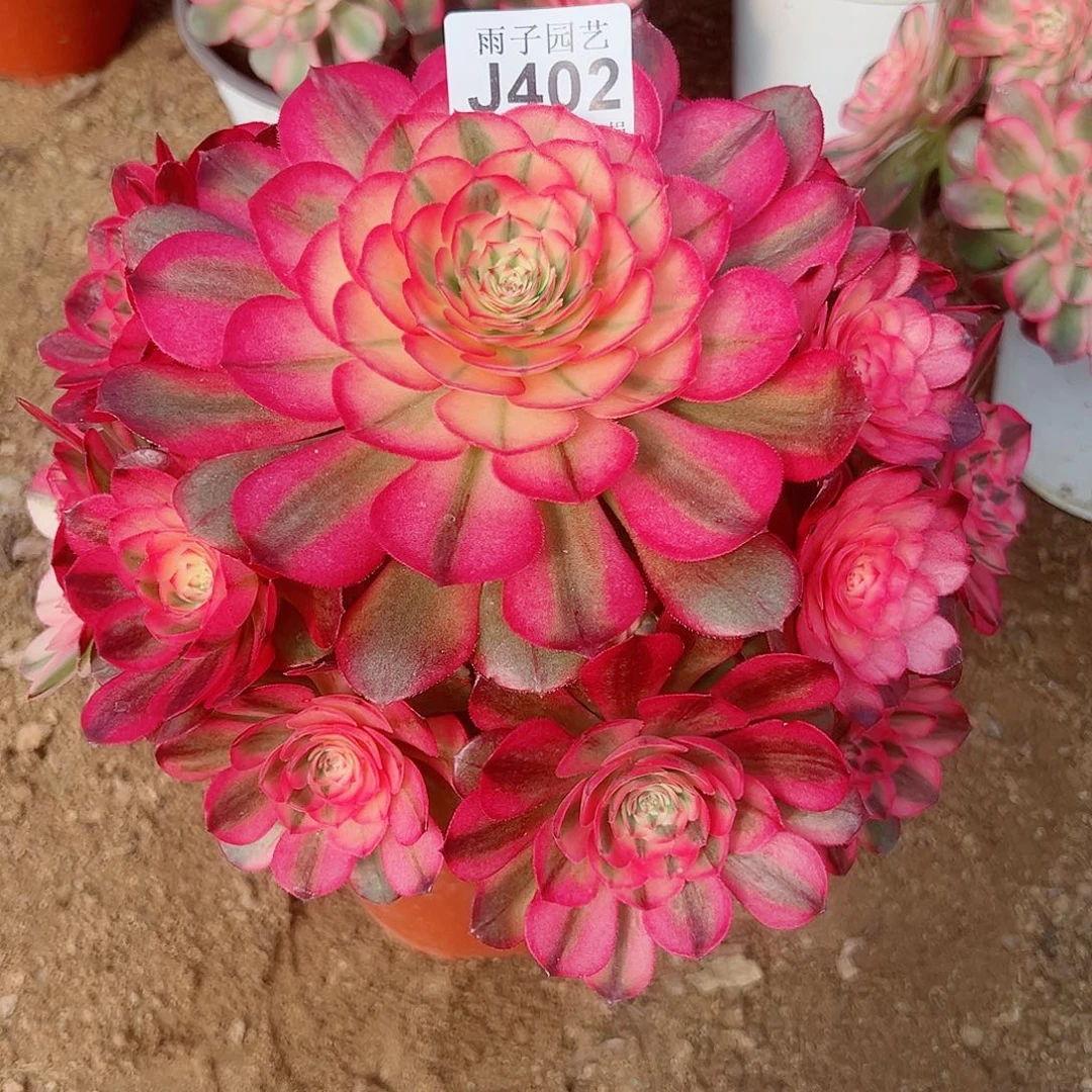 402荔枝尺寸28左右