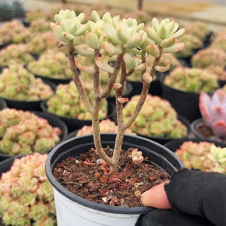 糖果米奇锦      福利