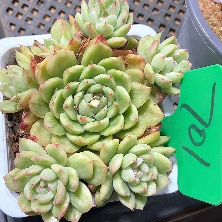 多肉植物701多肉