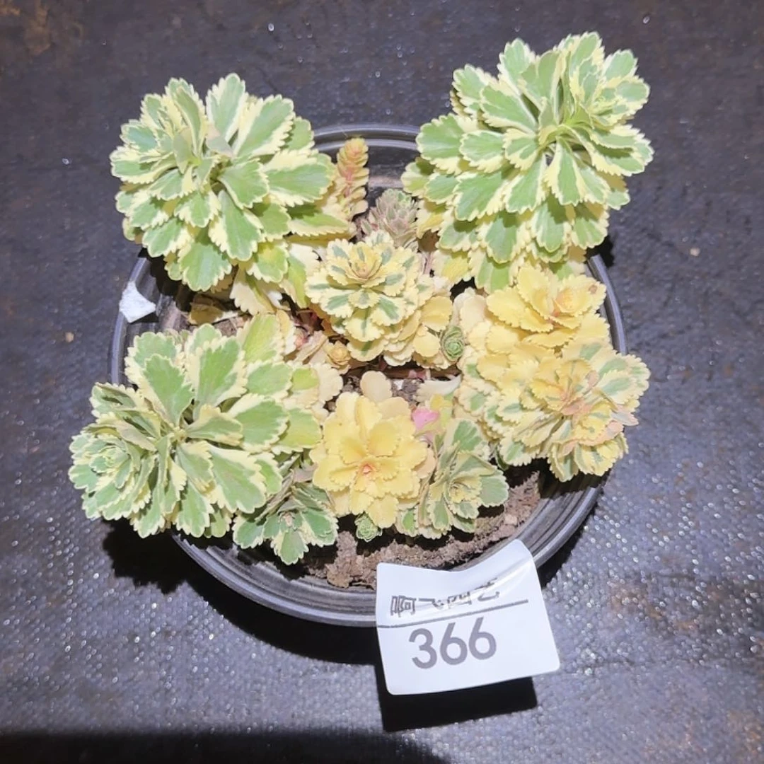 小*366多肉 亚特兰蒂斯带盆土发货