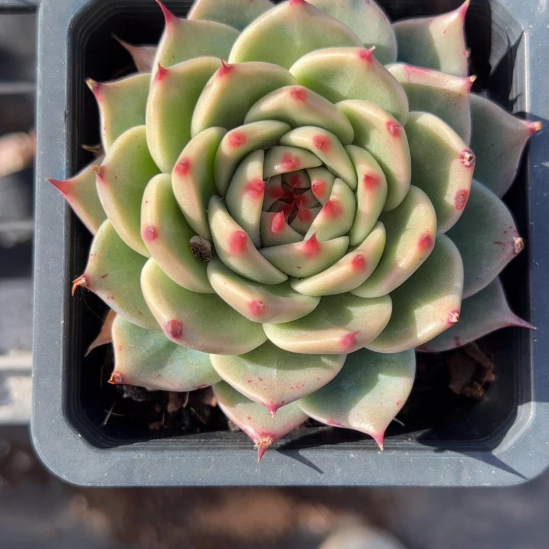 托斯卡内里多肉植物精品