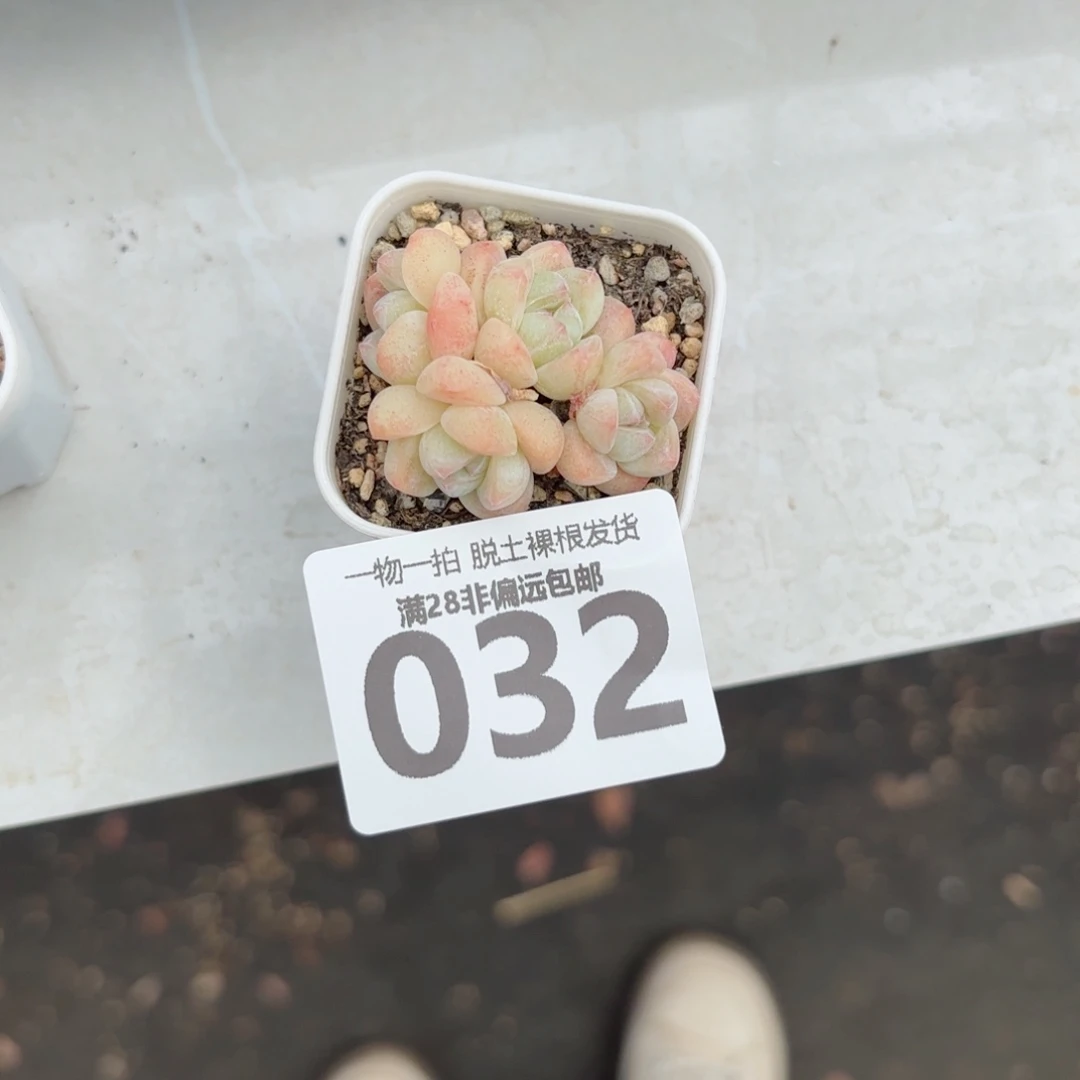 冰玉老桩带盆土发货