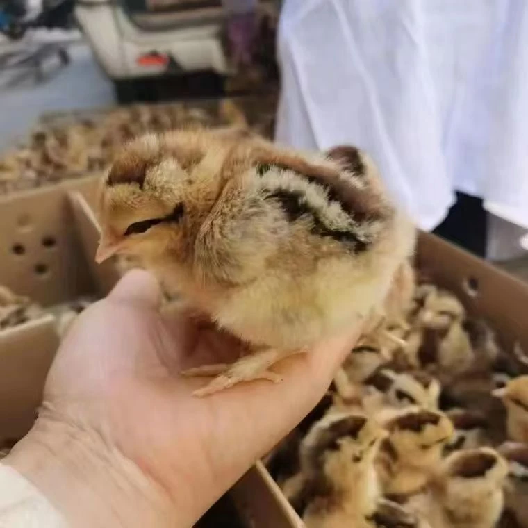 宠物鸡土鸡麻鸡活体波兰鸡顺丰包邮
