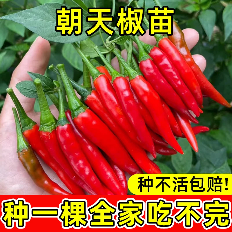 山东寿光辣椒秧苗带土四季种植高产朝天椒阳台蔬菜盆栽苗场直发