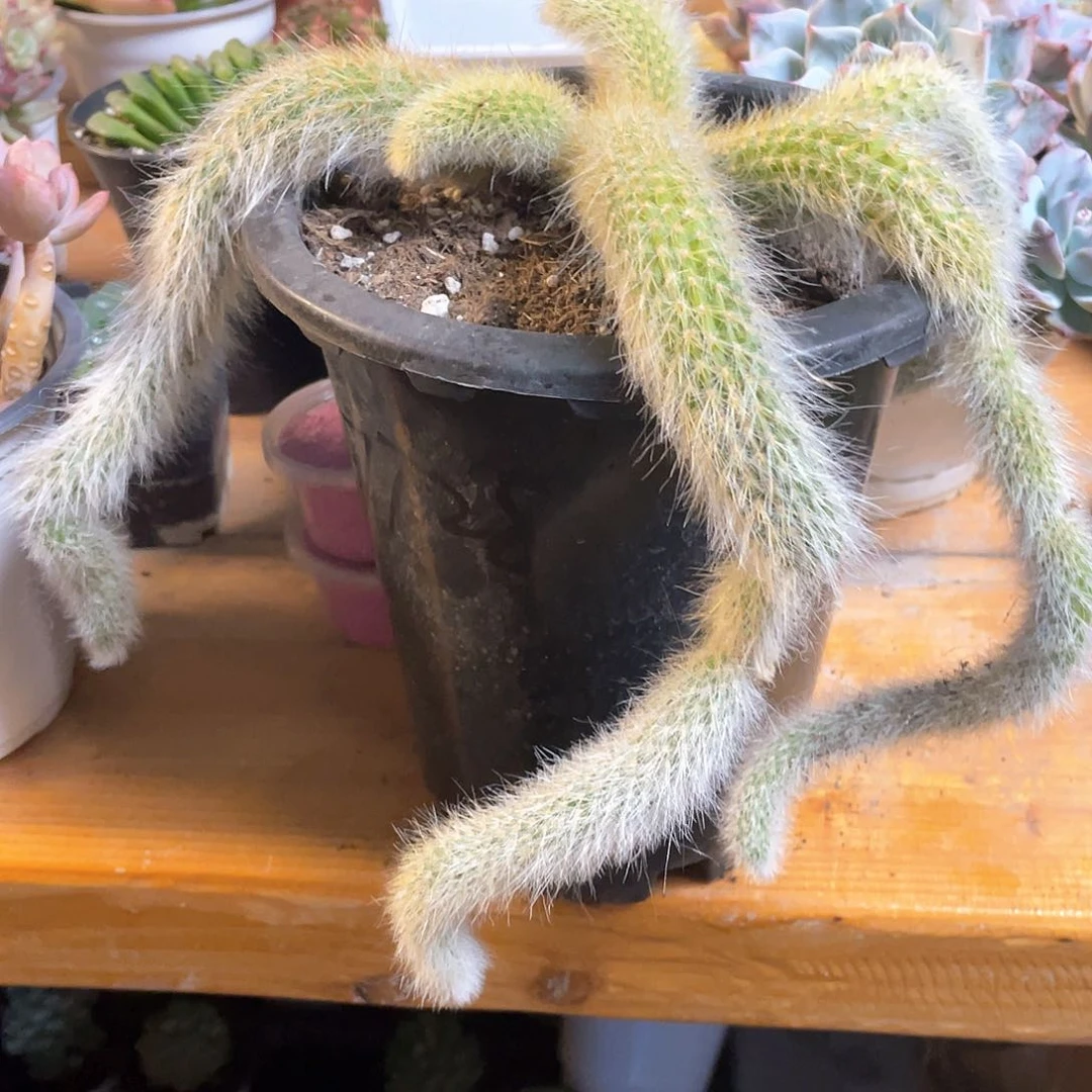 爱***沙大群九尾狐带盆发货