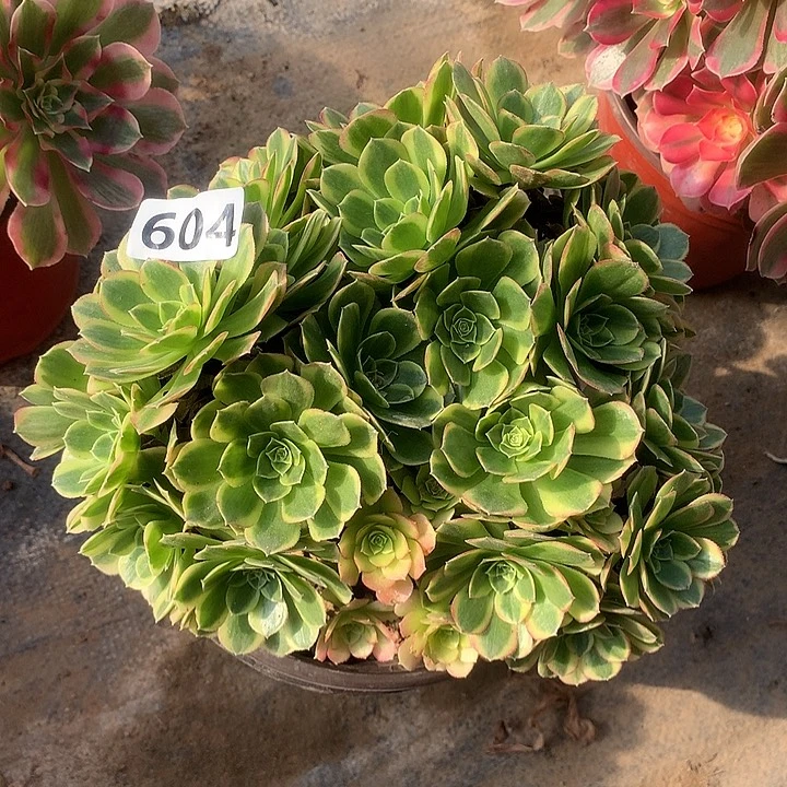 多肉植物奶白朵朵604
