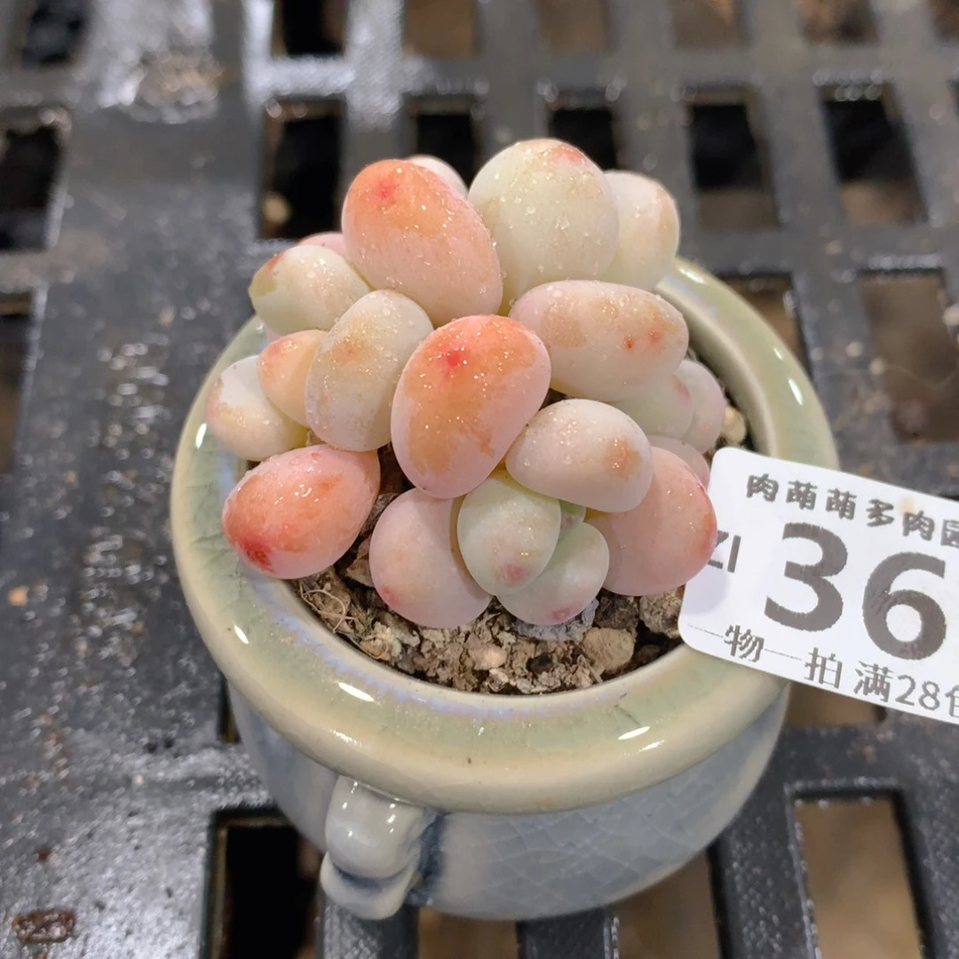 肉萌萌拇指盆精控多肉ZI368